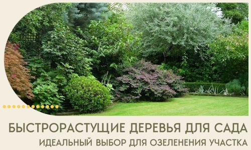 Быстрорастущие деревья для сада идеальный выбор в Серове