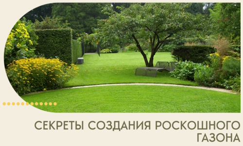 Секреты создания роскошного газона в Серове
